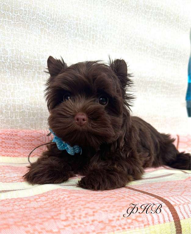 Собаки в Москве: Мальчик шоколадного Йорка Мальчик, 85 000 руб. - фото 3