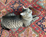 Кошки в Москве: Очаровательный молодой котик-полосатик Рысик Мальчик, Бесплатно - фото 9