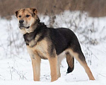 Собаки в Москве: Валли Мальчик, Бесплатно - фото 2