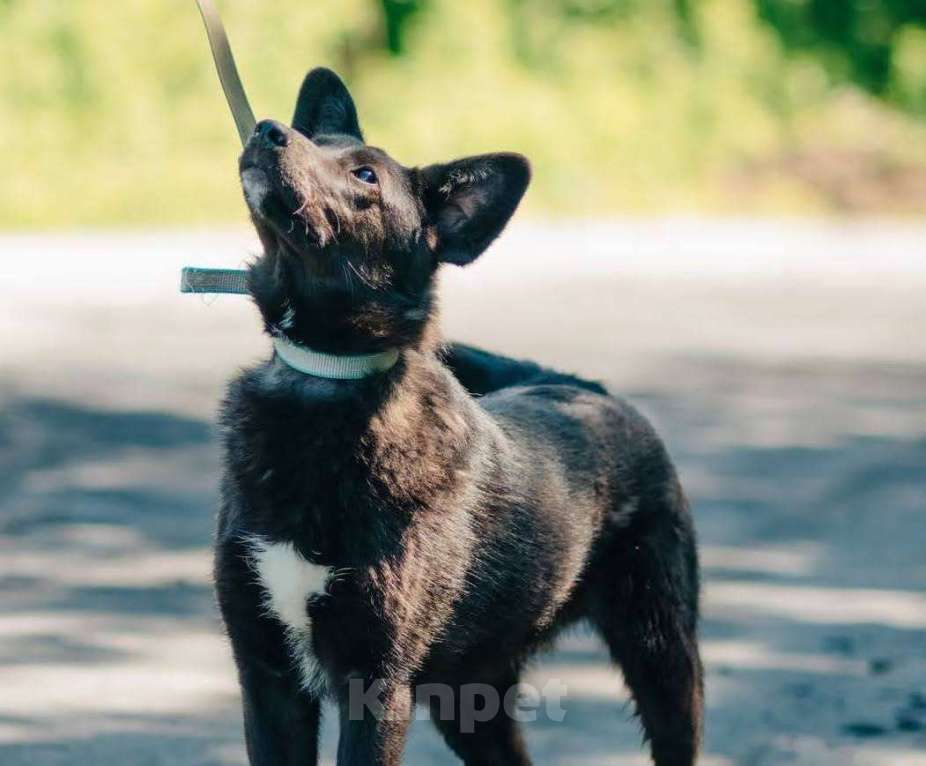 Собаки в Москве: Очаровательный подросток Тёма в добрые руки Мальчик, Бесплатно - фото 5