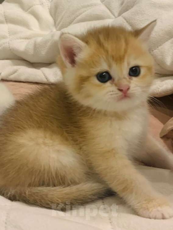 Кошки в Краснодаре: Золотая британская девочка в окрасе ny 25  Девочка, Бесплатно - фото 3