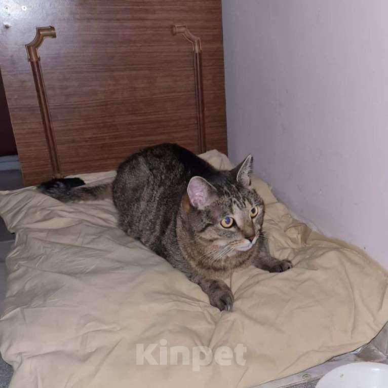 Кошки в Москве: Кота привязали к батарее в подъезде 🆘️‼️‼️ Срочный поиск дома Мальчик, Бесплатно - фото 2