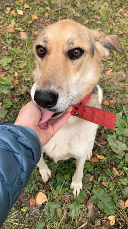 Собаки в Москве: Наверное, самая умная собака Девочка, Бесплатно - фото 1