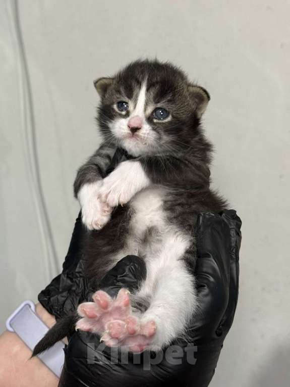 Кошки в Санкт-Петербурге: Котята-котики под бронь!! Мальчик, Бесплатно - фото 3