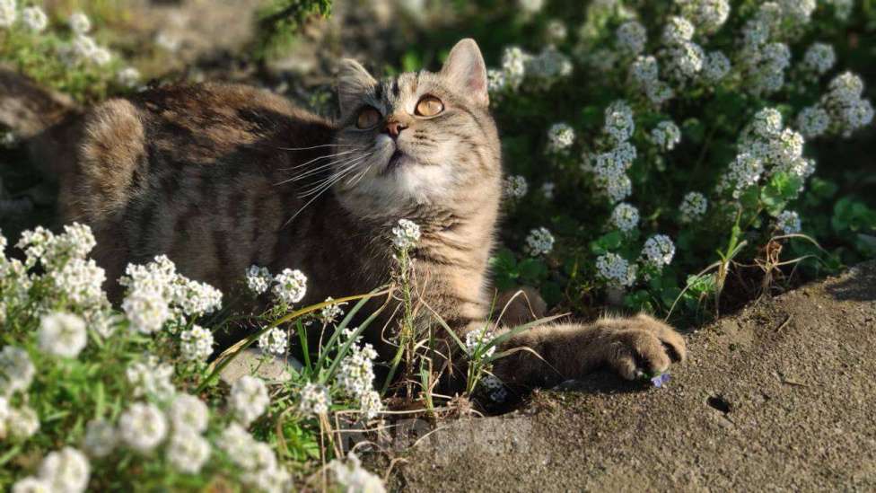 Кошки в Москве: Красотка Клео, очень красивый котёнок! Девочка, Бесплатно - фото 8