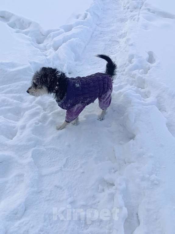 Собаки в Новокузнецке: Маша Фокстерьер охотничий ряд ищет дом ???? Девочка, Бесплатно - фото 4