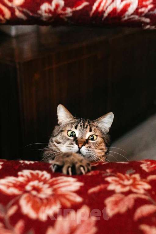 Кошки в Москве: Ручная ласковая кошка Музыка с кисточками на ушах в добрые руки Девочка, 1 руб. - фото 3