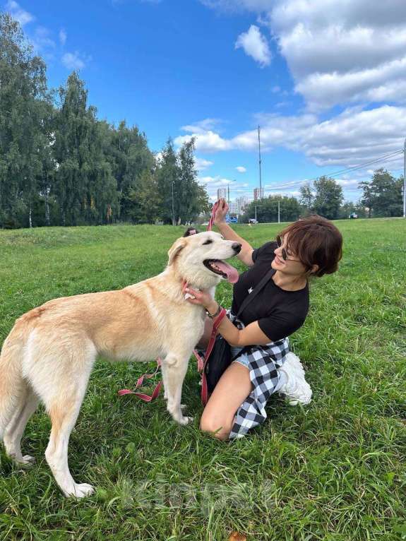 Собаки в Москве: Мики щенок  Девочка, Бесплатно - фото 4