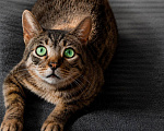 Кошки в Москве: Котик Феникс ищет дом Мальчик, Бесплатно - фото 1