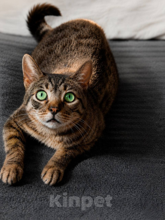 Кошки в Москве: Котик Феникс ищет дом Мальчик, Бесплатно - фото 1