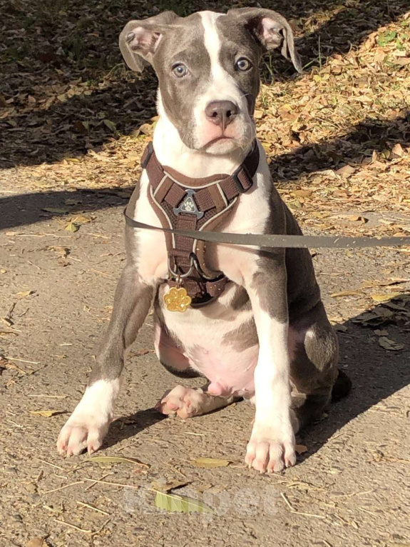 Собаки в Челябинске: Американский стаффордширский терьер Мальчик, 40 000 руб. - фото 3