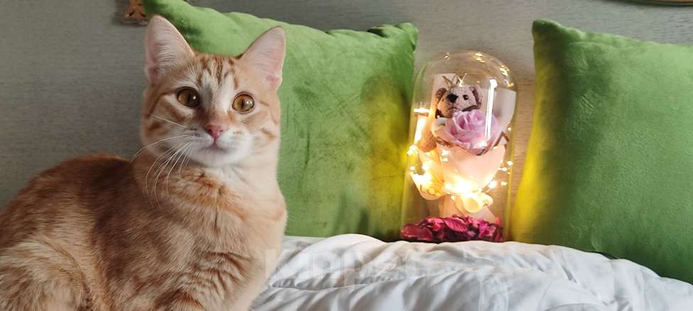 Кошки в Королеве: Котёнок рыжий девочка Девочка, 13 руб. - фото 1