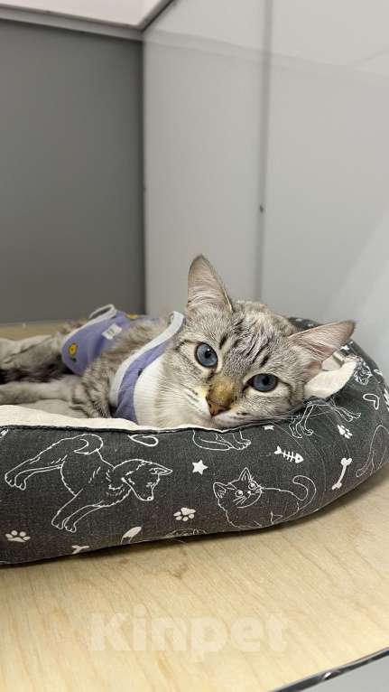 Кошки в Москве: Красавица Луна в добрые руки Девочка, Бесплатно - фото 2