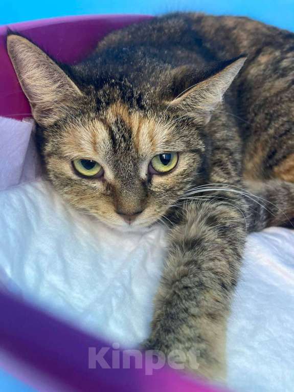 Кошки в Москве: Мудрая Мартышка Девочка, Бесплатно - фото 4