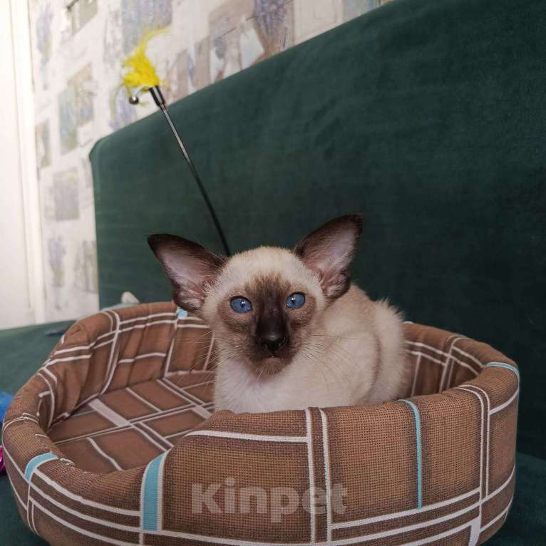 Кошки в Новороссийске: Ориентальная кошка Мальчик, 50 000 руб. - фото 6