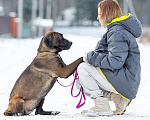 Собаки в Москве: Красавица Лада, молодая добрая семейная собака ищет дом Девочка, 10 руб. - фото 10