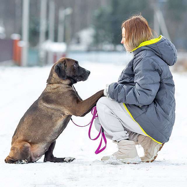 Собаки в Москве: Красавица Лада, молодая добрая семейная собака ищет дом Девочка, 10 руб. - фото 10