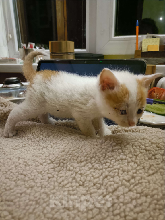 Кошки в других городах Ленинградской области: Вениамин Мальчик, Бесплатно - фото 3