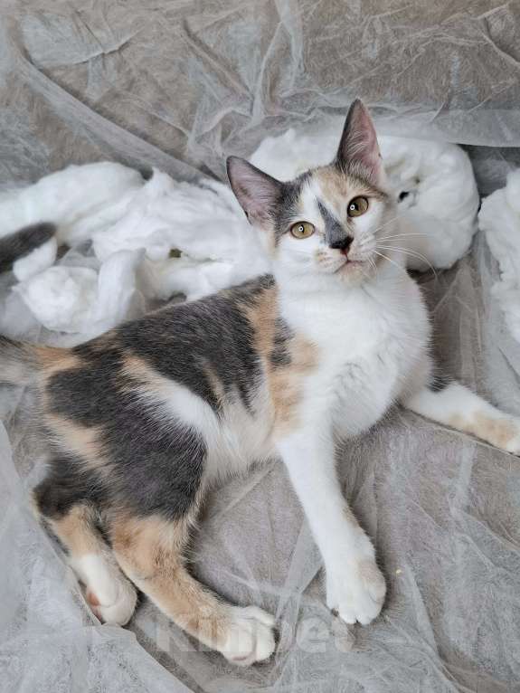 Кошки в Москве: Котёнок с ромбиком на носу в добрые руки  Девочка, Бесплатно - фото 10