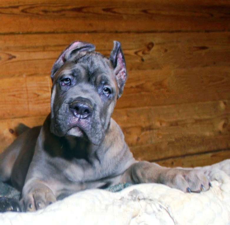 Собаки в Пушкино: Мальчик и три девочки кане корсо Девочка, 70 000 руб. - фото 8