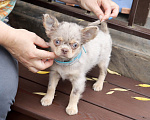 Собаки в Москве: Курносая чихуахуа Девочка, 100 000 руб. - фото 7