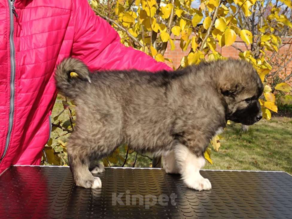 Собаки в Екатеринбурге: Классные, яркие , нарядные малыши от рабочих родителей, несколько поколений можно на Мальчик, 50 000 руб. - фото 2