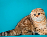 Кошки в Щербинке: золотая мраморная кошечка Девочка, 25 000 руб. - фото 3
