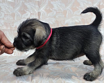 Собаки в Луге: Щенки породы миттельшнауцер от филиала питомника Вайснехте, 35 000 руб. - фото 2