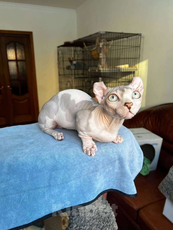 Кошки в Щелково: Котенок двельф (сфинкс) Мальчик, 65 000 руб. - фото 3