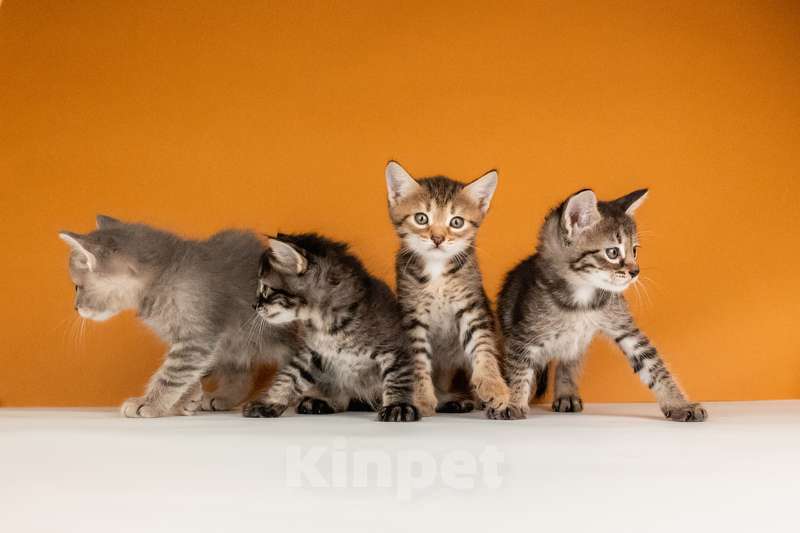 Кошки в Москве: Котята от сибирской мамы — 1,5 месяца в добрые руки Мальчик, Бесплатно - фото 6