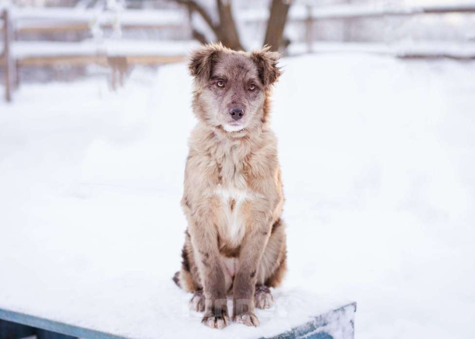 Собаки в Москве: Щенок необычного окраса, эксклюзив! Бесплатно, в добрые руки Девочка, Бесплатно - фото 9