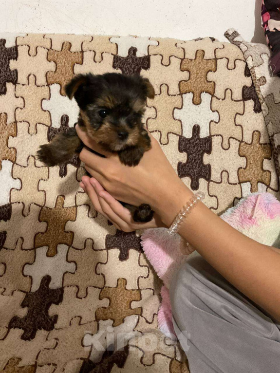 Собаки в других городах Московской области: Йоркширский терьер мини беби фейс щенки Мальчик, 30 000 руб. - фото 4