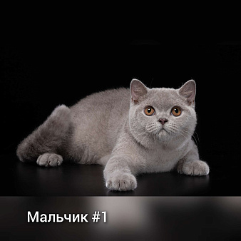 Объявление: Британские котятки , 15 000 руб., Новосибирск