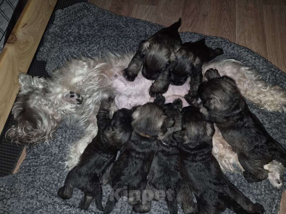 Собаки в Воронеже: Щенки цвергшнауцера перец с солью Разнополые, 70 000 руб. - фото 10