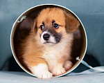 Собаки в Колпино: Щенок Вельш-корги пемброк  Девочка, 60 000 руб. - фото 1