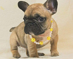 Собаки в Москве: Французский бульдог,девочка Девочка, 130 000 руб. - фото 6