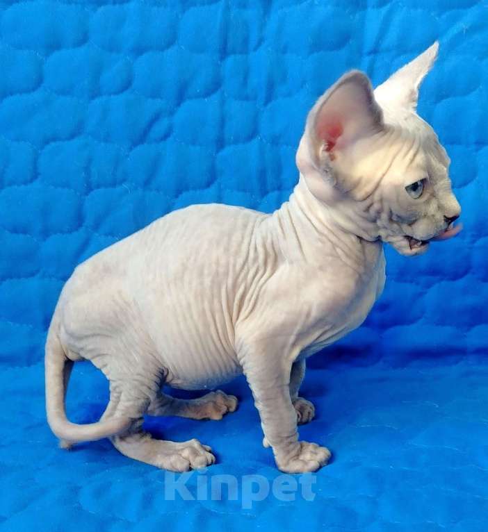 Кошки в Королеве: Очаровательная кошечка канадский сфинкс Девочка, 60 000 руб. - фото 1