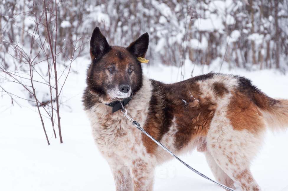 Собаки в Ногинске: Ищет достойное общество: Терентий Петрович. Кавалер, аристократ, идеальный компаньон. Мальчик, Бесплатно - фото 3