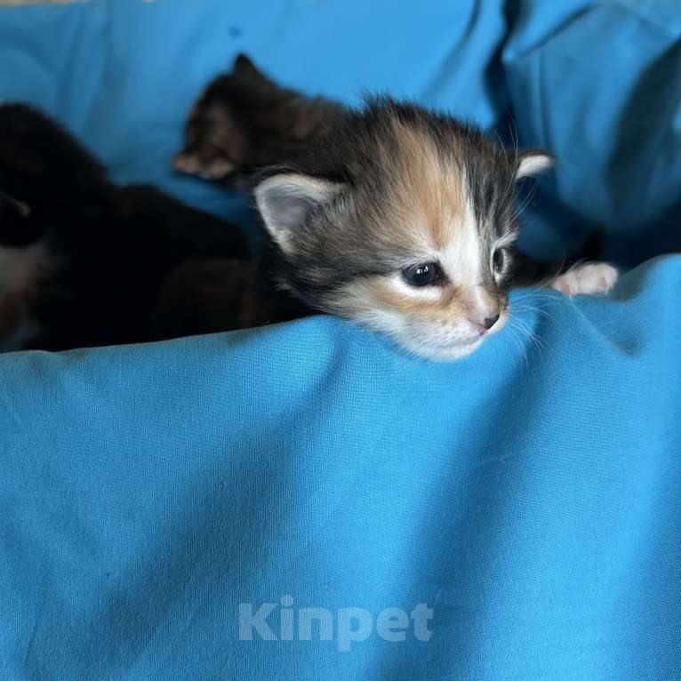 Кошки в Москве: продам норвежских лесных котят Мальчик, 35 000 руб. - фото 2