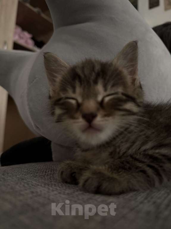 Кошки в Москве: Котенок Мальчик, Бесплатно - фото 3