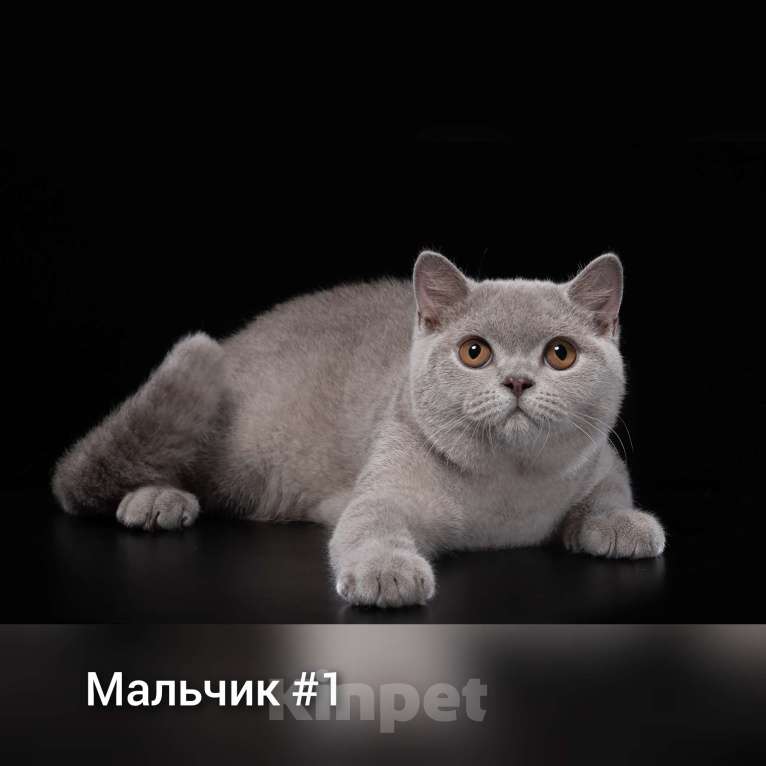 Кошки в Новосибирске: Британские котятки , 15 000 руб. - фото 1