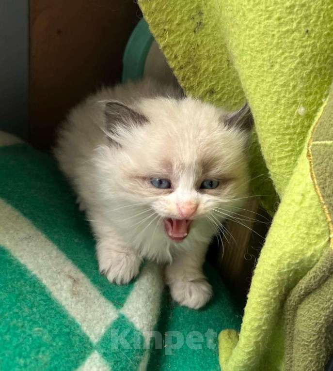 Кошки в Москве: Котята ищут дом Мальчик, Бесплатно - фото 5