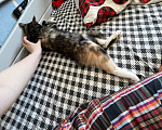 Кошки в Москве: кошечка ищет новый дом Девочка, Бесплатно - фото 2