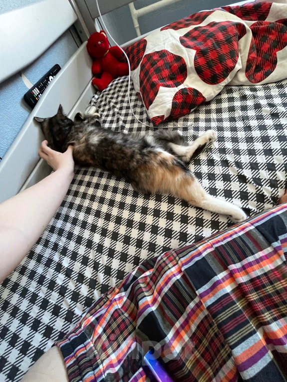 Кошки в Москве: кошечка ищет новый дом Девочка, Бесплатно - фото 2