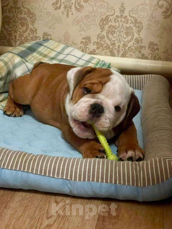 Собаки в Москве: Английский бульдог девочка Девочка, Бесплатно - фото 4