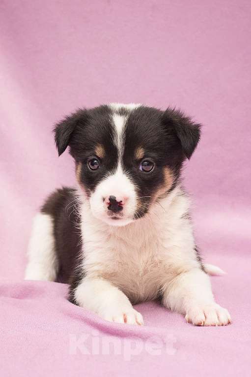 Собаки в Москве: Щенулька Шафранка размером с ладошку Девочка, Бесплатно - фото 1