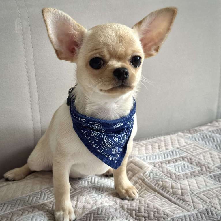 Собаки в Москве: Чихуахуа девочка  Девочка, Бесплатно - фото 2