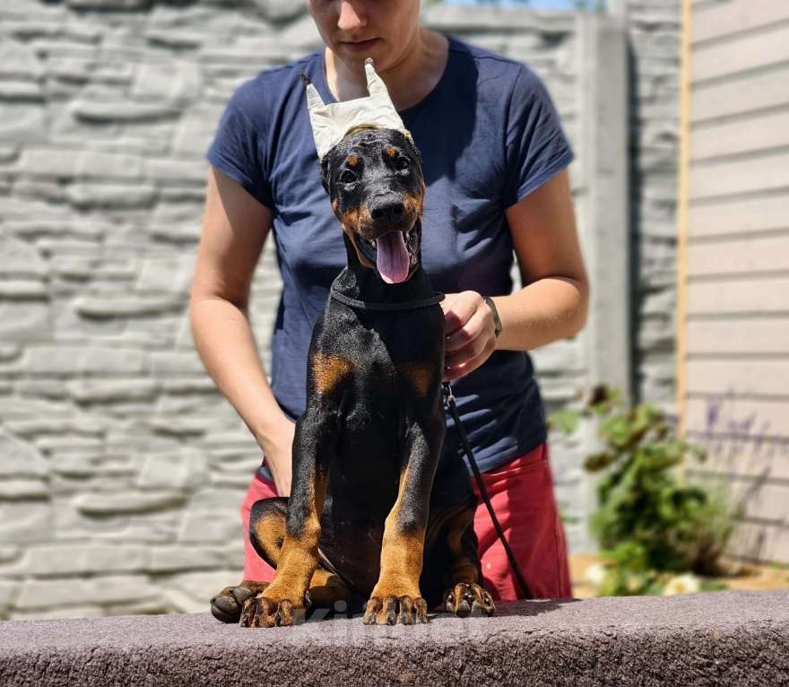 Собаки в Курске: Доберманы РКФ Девочка, Бесплатно - фото 3