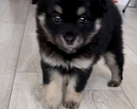 Собаки в Волгограде: Продам щенка Мальчик, 7 000 руб. - фото 2