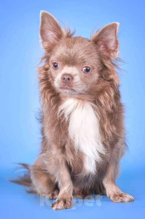 Собаки в Королеве: Мальчишка щенок Чихуа-хуа Мальчик, 30 000 руб. - фото 8